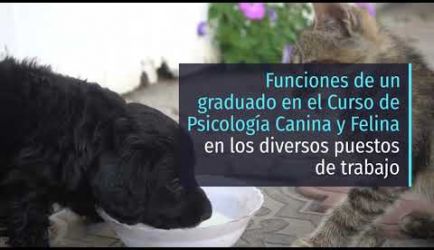 Formación de Psicología Canina y Felina: salidas profesionales en las que ejercerás